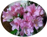 s-2020-04-25_065723