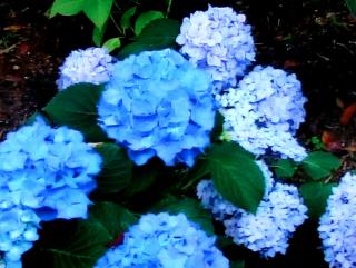 pict-紫陽花-4-6-26
