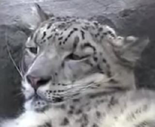 pict-ヒョウ-1-2
