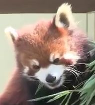 レッサーパンダ-1