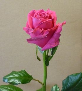 rose-neo-color-1