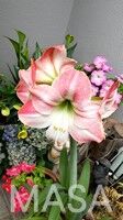 s-アマリリス-7