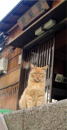 ねこ