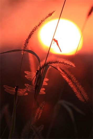 夕陽にとんぼ