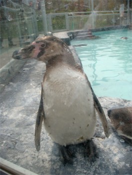 pengin