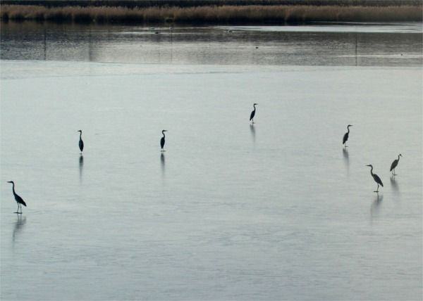 sagisuketos