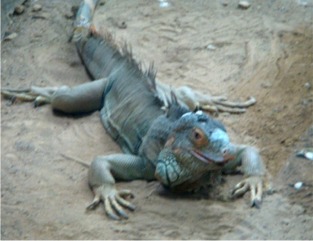 iguana