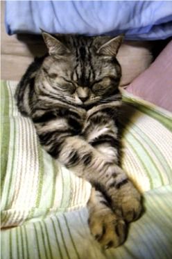 あしながみこ