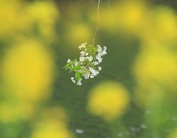 菜の花と桜