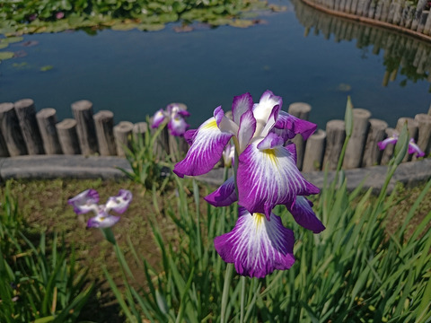 Z2_DSC_2088