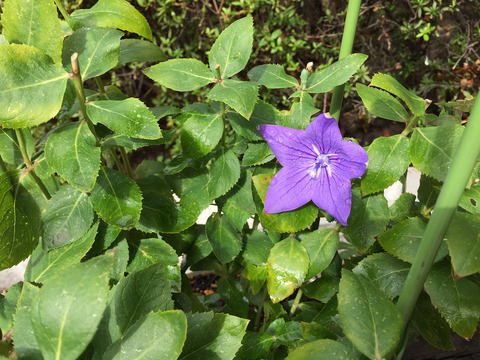 07__iphone6_01