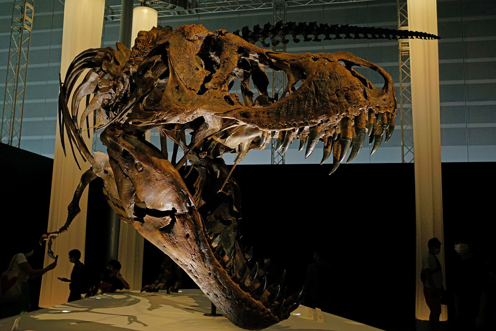 写真 Sony Presents Dinoscience 恐竜科学博 ララミディア大陸の恐竜物語 21 パシフィコ横浜 r Masayu I Blog ちらしのうら Part 3