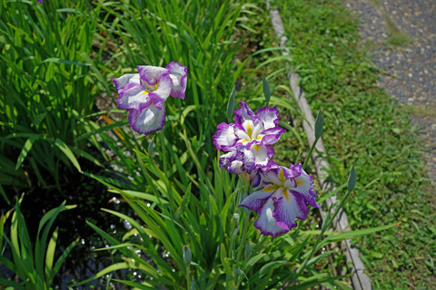 RX1_DSC00517