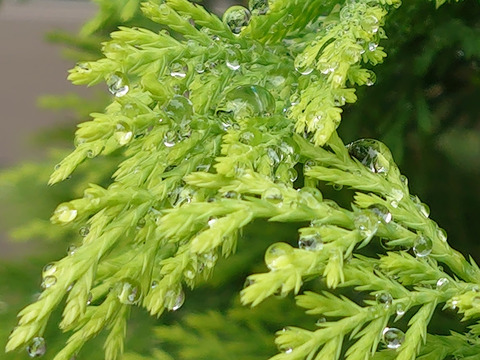 08__Xperia05_52mm_Crop1