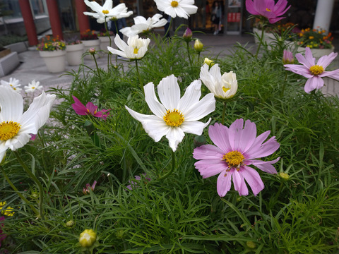 10__Xperia10_