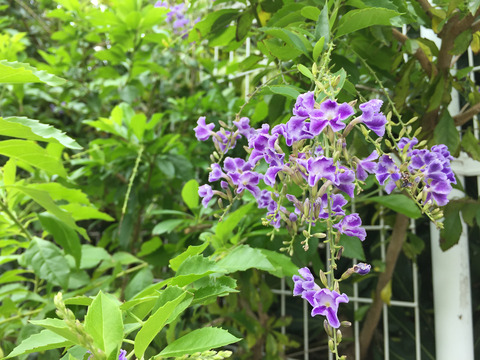 02__iphone6_01