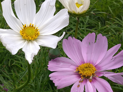 10__Xperia10_Crop1
