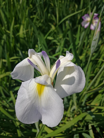 Z2_DSC_2105