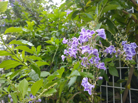 02__Xperia10_