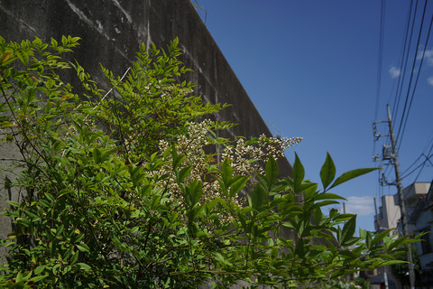 RX1_DSC00491