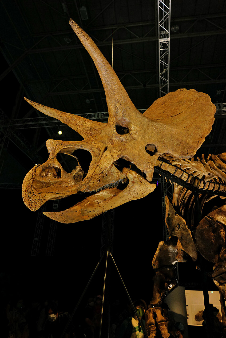 写真 Sony Presents Dinoscience 恐竜科学博 ララミディア大陸の恐竜物語 21 パシフィコ横浜 r Masayu I Blog ちらしのうら Part 3 写真 Sony Presents Dinoscience 恐竜科学博 ララミディア大陸の恐竜物語 21 パシフィコ横浜 r Masayu I Blog ちらしのうら Part 3