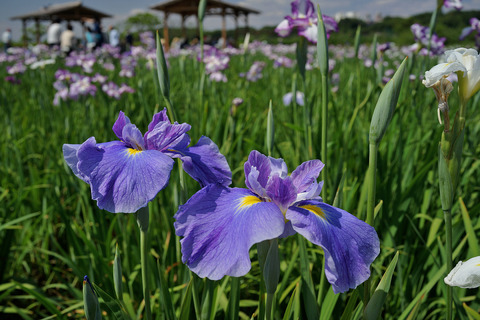 RX1_DSC00531