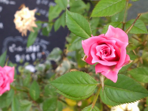 01__Xperia10_Crop1