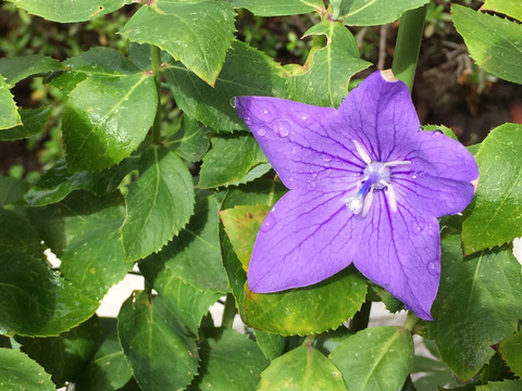 07__iphone6_01_Crop1