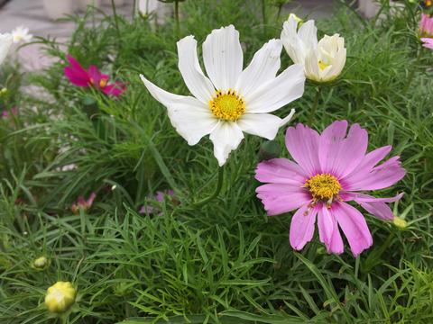 10__iphone6_01