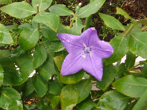 07__Xperia05_16mm_Crop1