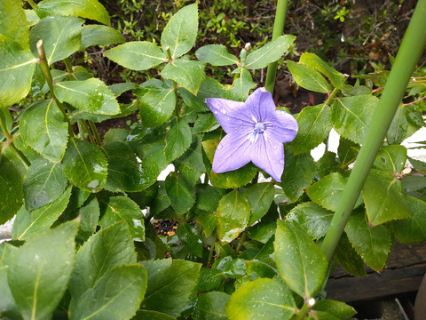 07__Xperia10_