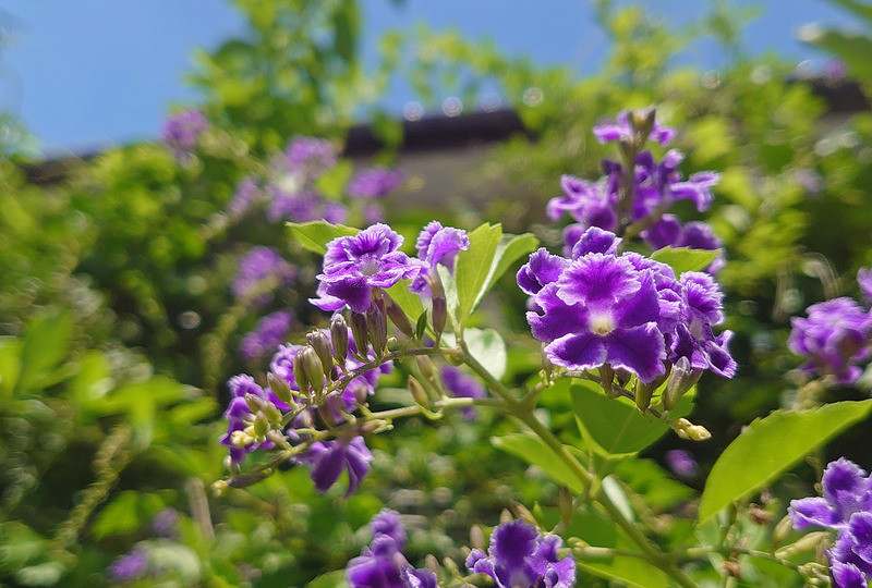 DSC_5993