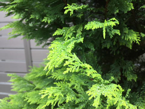 08__iphone6_01