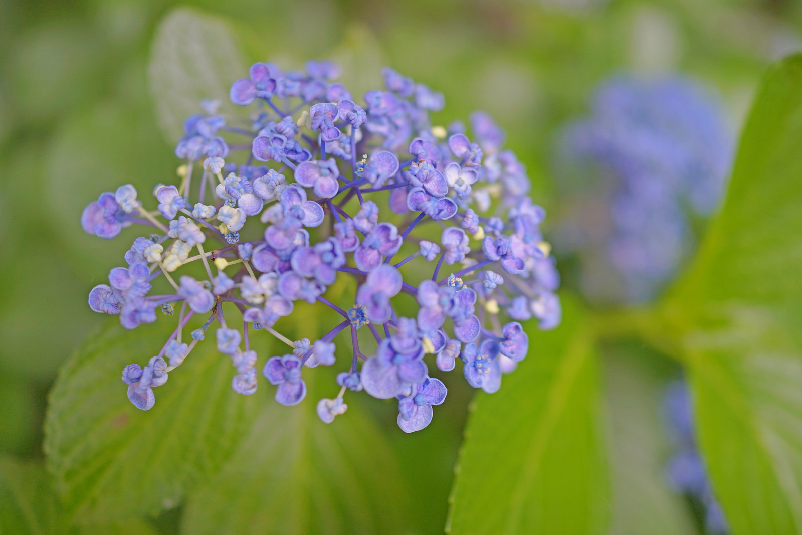写真 曇りの北小金 紫陽花寺こと 本土寺 2 Rx1 Masayu I Blog ちらしのうら Part 3 写真 曇りの北小金 紫陽花寺こと 本土寺 2 Rx1 Masayu I Blog ちらしのうら Part 3
