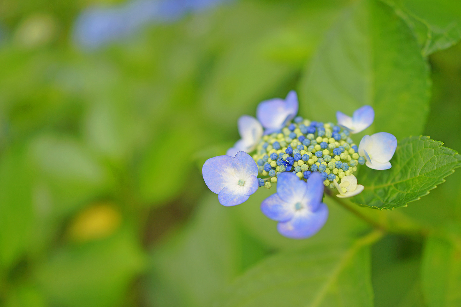 写真 曇りの北小金 紫陽花寺こと 本土寺 2 Rx1 Masayu I Blog ちらしのうら Part 3 写真 曇りの北小金 紫陽花寺こと 本土寺 2 Rx1 Masayu I Blog ちらしのうら Part 3