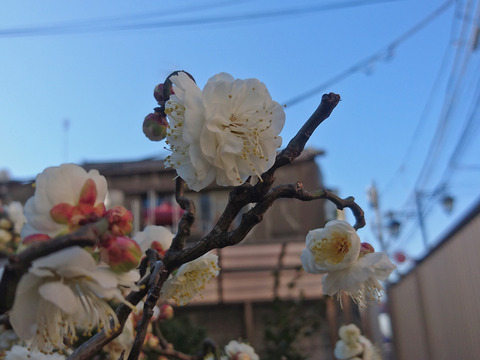 DSC_0428