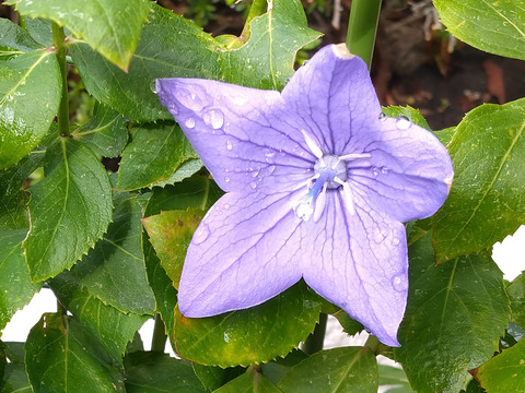 07__Xperia10_Crop1