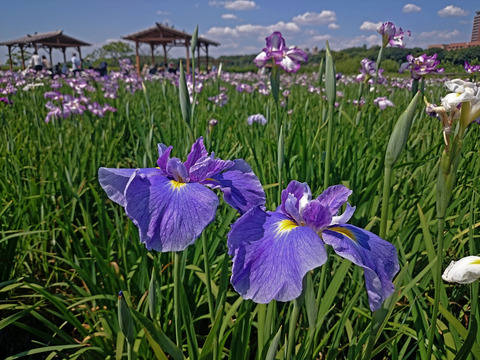 Z2_DSC_2103