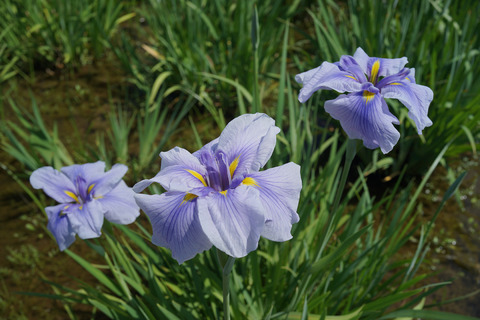 RX1_DSC00503