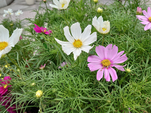10__Xperia05_26mm