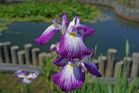 RX1_DSC00501