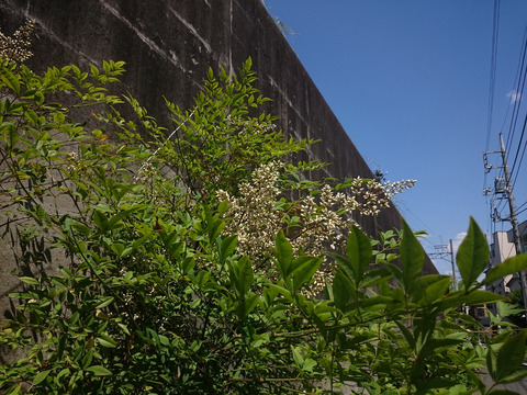 Z2_DSC_2068