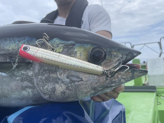 相模湾キハダ 宮本テスター : passionsブログ~おにぎり日記