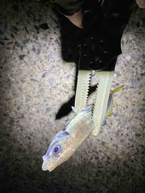 さらに好釣 糸島アジング 糸島釣行記 Vol 14 福岡を釣る 福岡を食う
