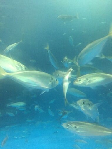 白イルカの頭はブヨブヨ 福岡を釣る 福岡を食う