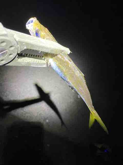 糸島で徹夜アジング 21釣行記 Vol 51 福岡を釣る 福岡を食う