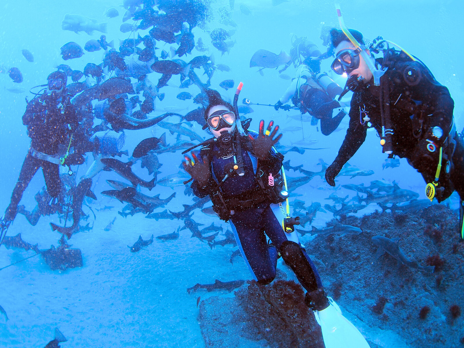 \\ 2024/1/3 初潜り 伊戸! // : JAWS STAFF BLOG