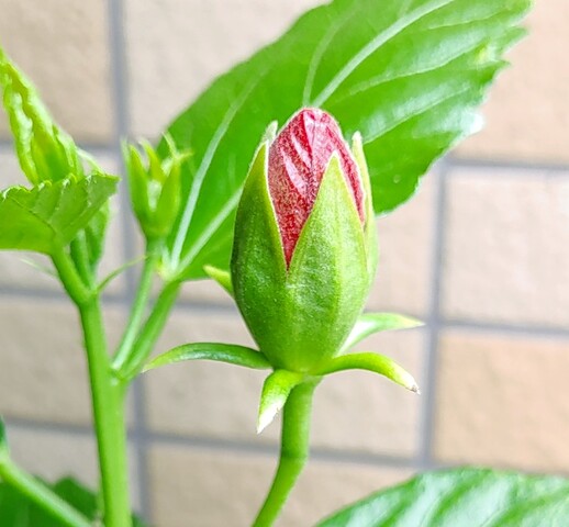 IMG00528~2