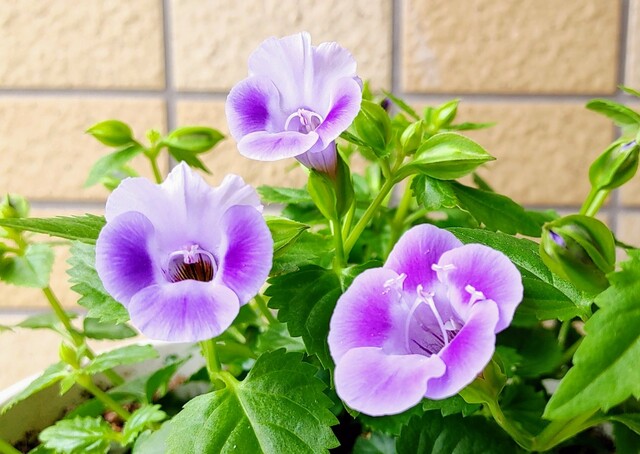 IMG00018~4