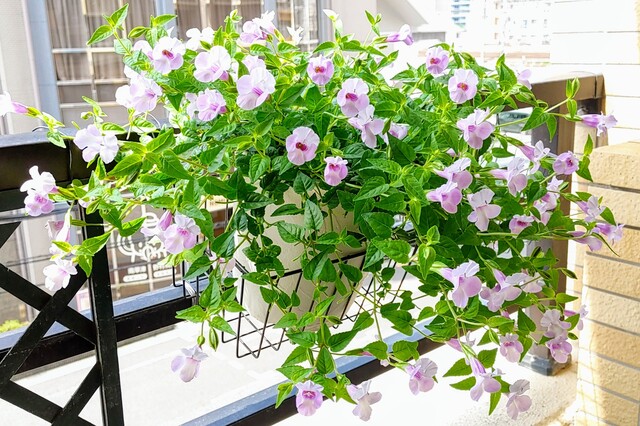 IMG00191~2